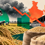 India’s Paddy Procurement Falls 23% in October as Weather and Storage Constraints Disrupt Operations Paddy procurement and agricultural grain storage operations at an Indian government procurement centre.